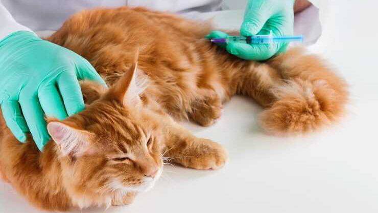 gato veterinario