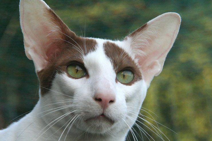 gato oriental