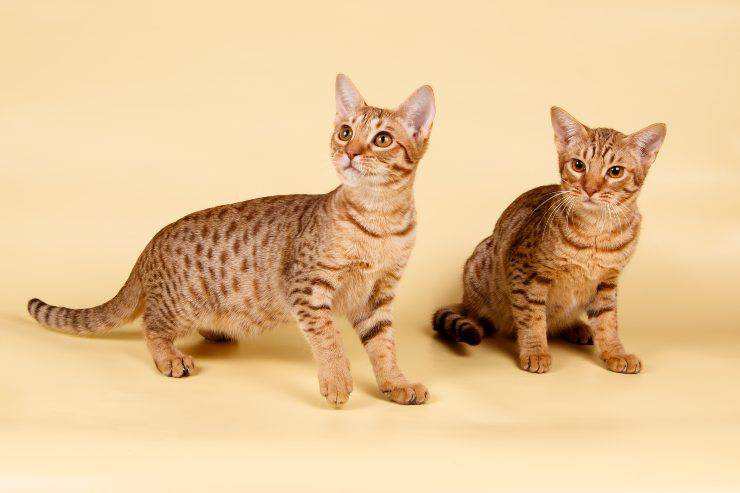 gato leopardo