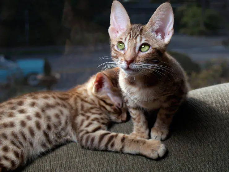 gato leopardo
