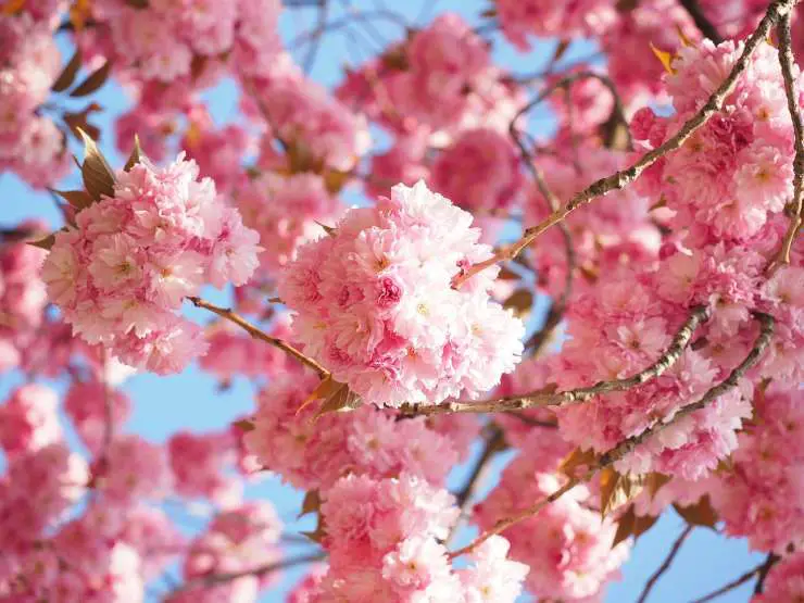 Flores de cerezo
