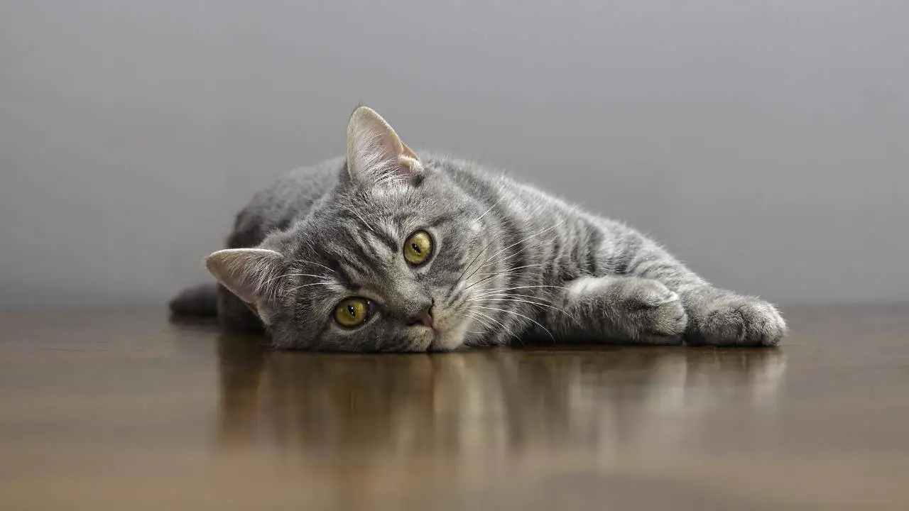¿Es obligatorio el microchip para los gatos en Umbría?