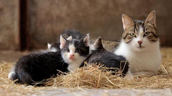 Vacuna trivalente para gatos: ¿cuándo aplicar la vacuna trivalente para gatos?