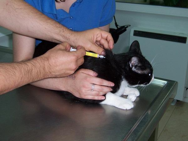 Vacuna trivalente para gatos: cómo funcionan las vacunas para gatos