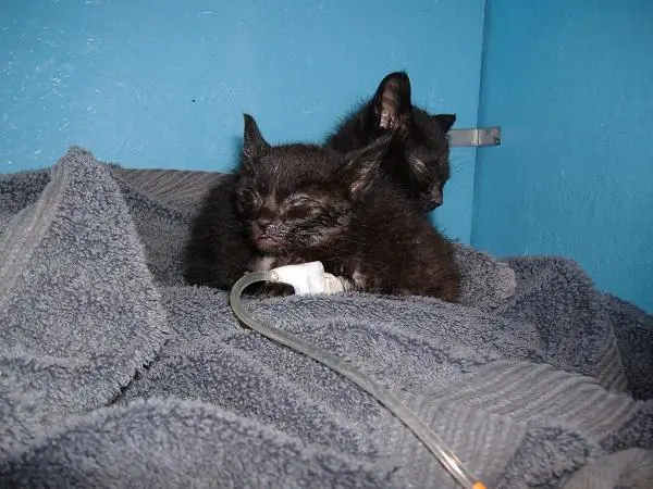 Vacuna trivalente para gatos: ¿para qué sirve la vacuna trivalente para gatos?