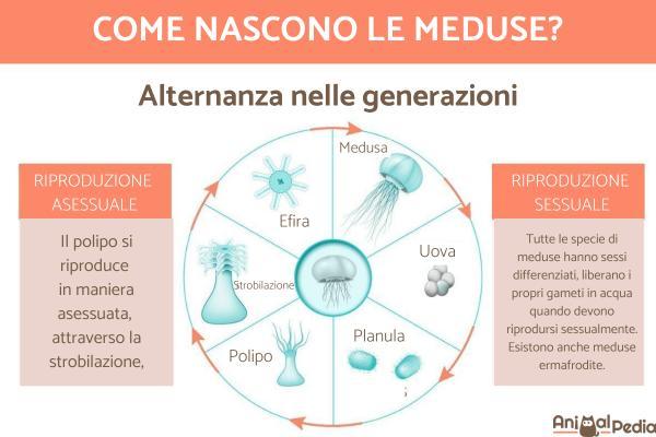 Datos sobre las medusas: se reproducen de diferentes formas