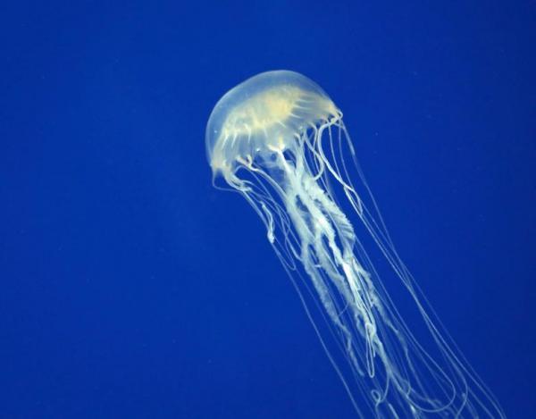 Datos sobre las medusas: uno de ellos es uno de los animales más venenosos del mundo.
