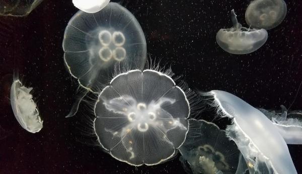 Datos sobre las medusas: su cuerpo es luminiscente