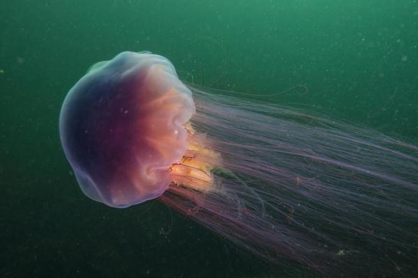 Datos sobre las medusas: hay una medusa gigante
