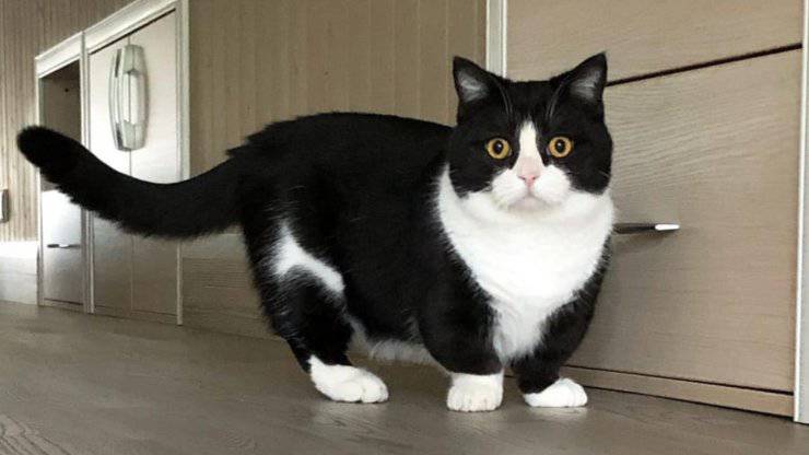 Raza manchy Munchkin con patas cortas