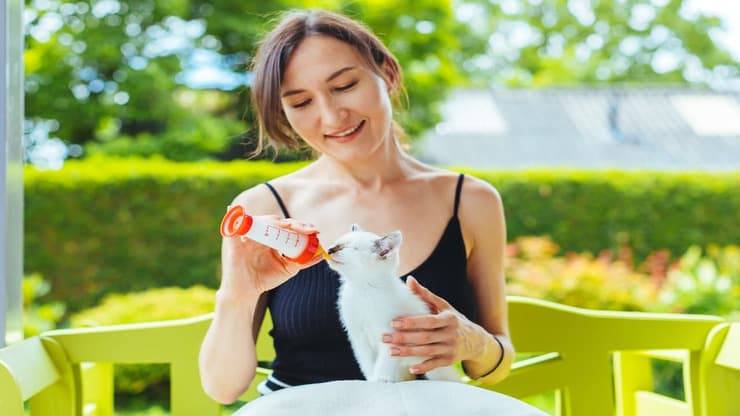 Responsabilidad del cuidador de gatos (Adobe Stock Photo)