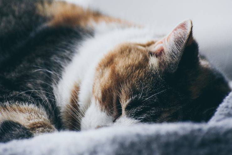 Felino con dermatomiositis