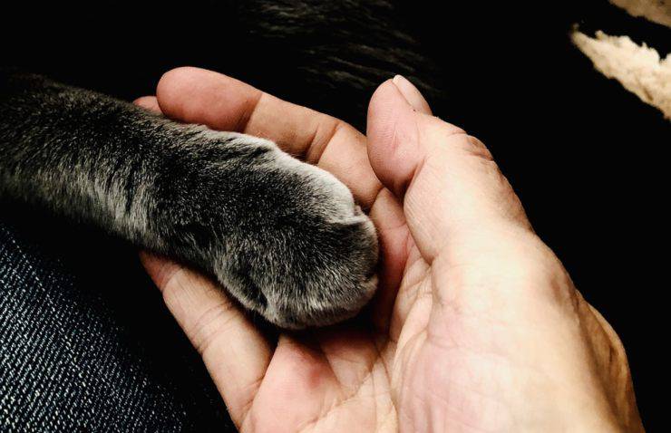 gato se rasca las uñas