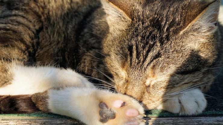 Cómo actúa la cromopuntura en felinos Cromopuntura para gatos