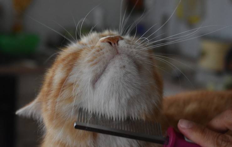 aseo de gatos
