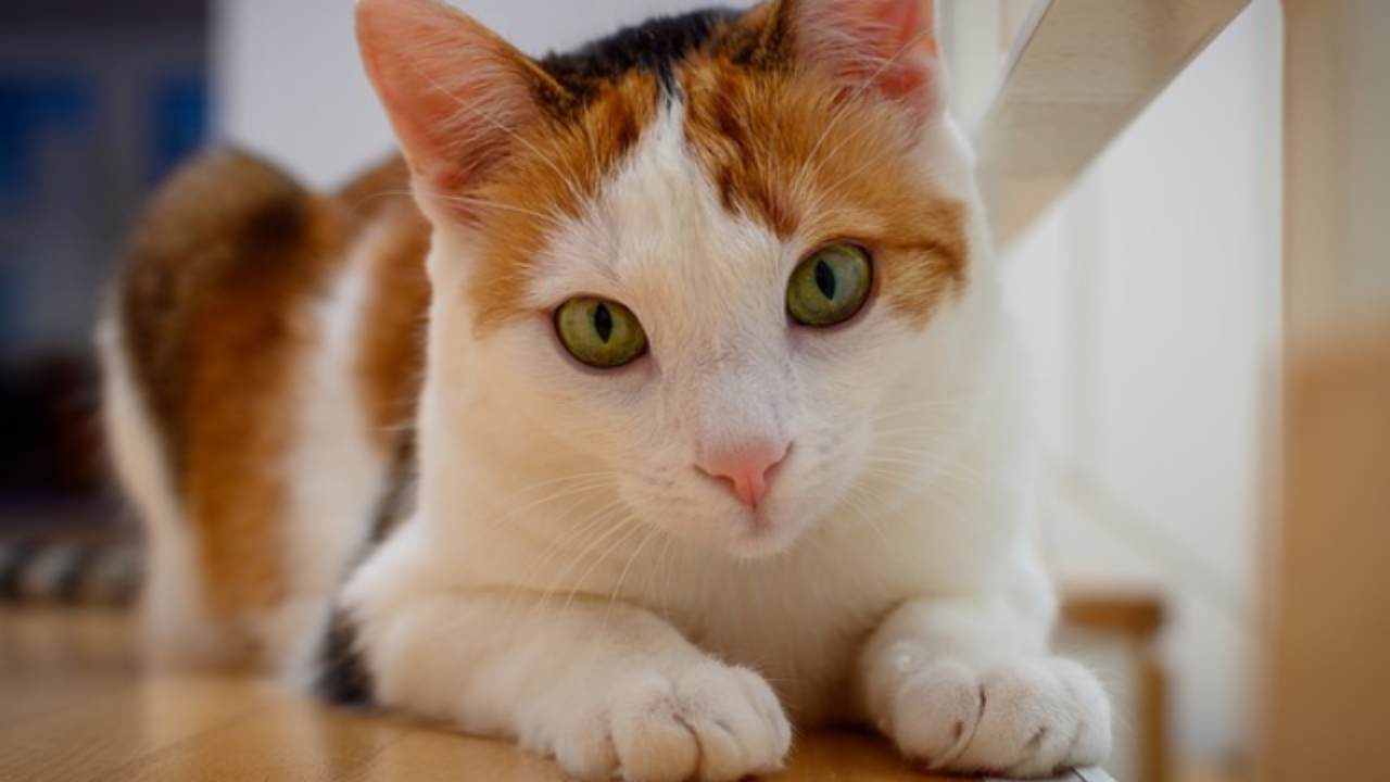cómo enseñarle al gato a acostarse