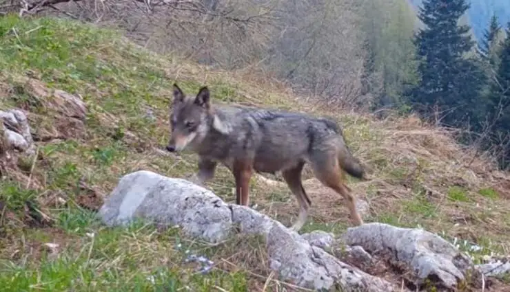Video trampa de osos lobos Trentino 