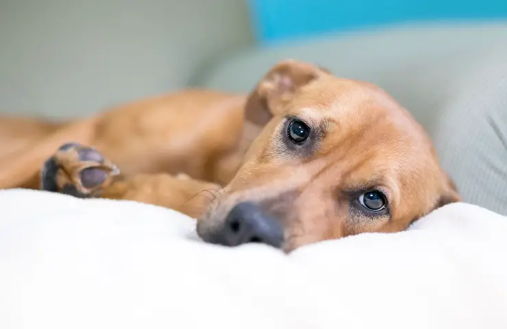 perro triste