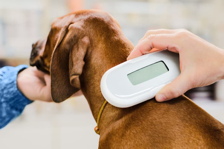 Lector de microchip para perros (Adobe Stock Photo)