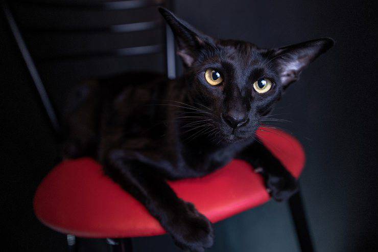 oriental de pelo largo