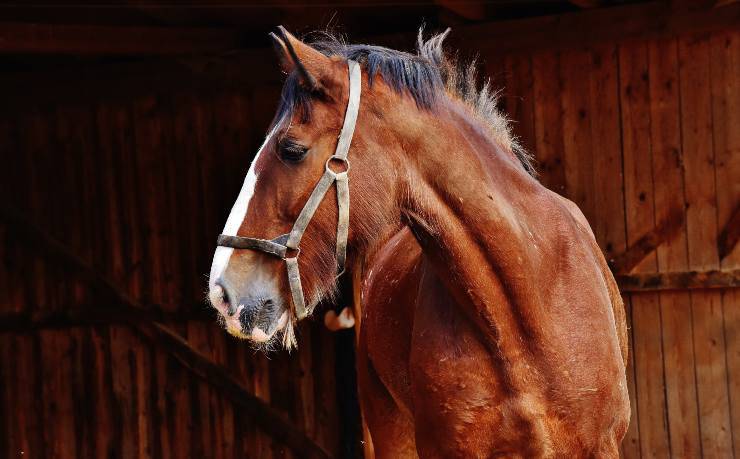 El caballo y la úlcera gástrica
