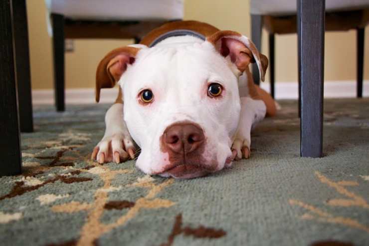 perro acostado