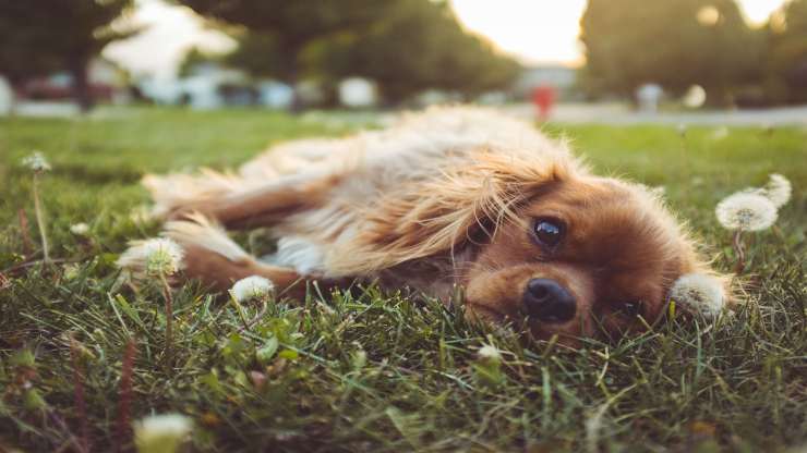 perro tirado en el parque (Foto Pixabay)