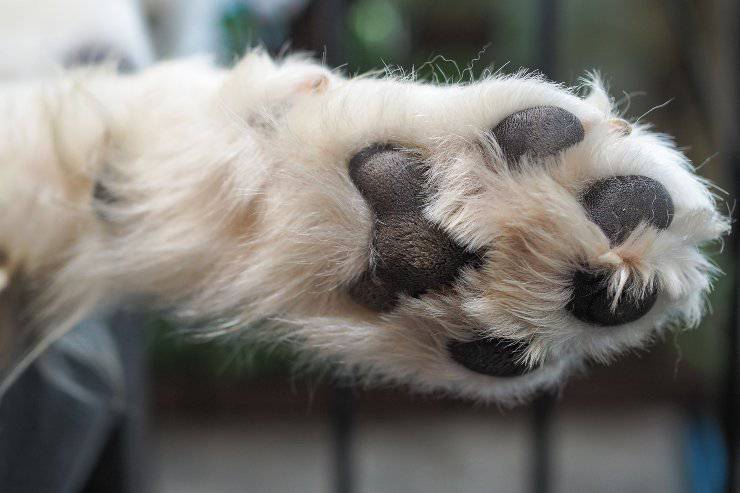 almohadillas para perros