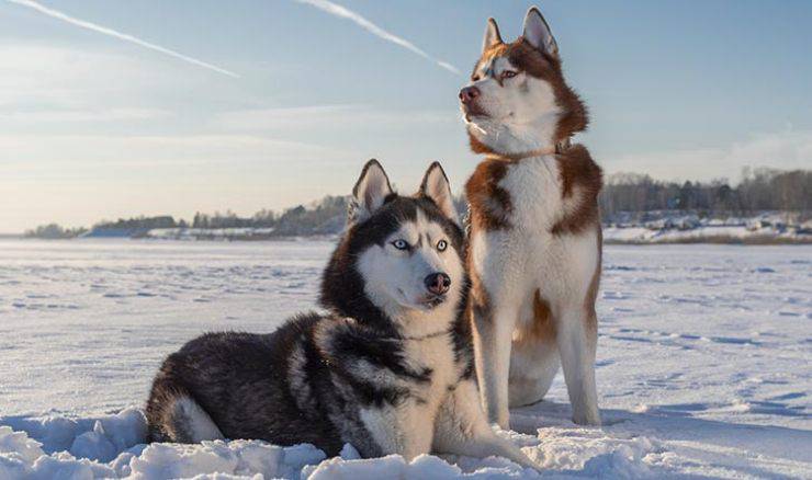 Diferencias entre el husky siberiano y el malamute de Alaska Husky siberiano