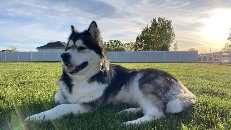 Razas compatibles con el Alaskan Malamute