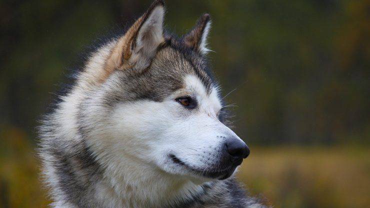 Alimentación del Alaskan Malamute
