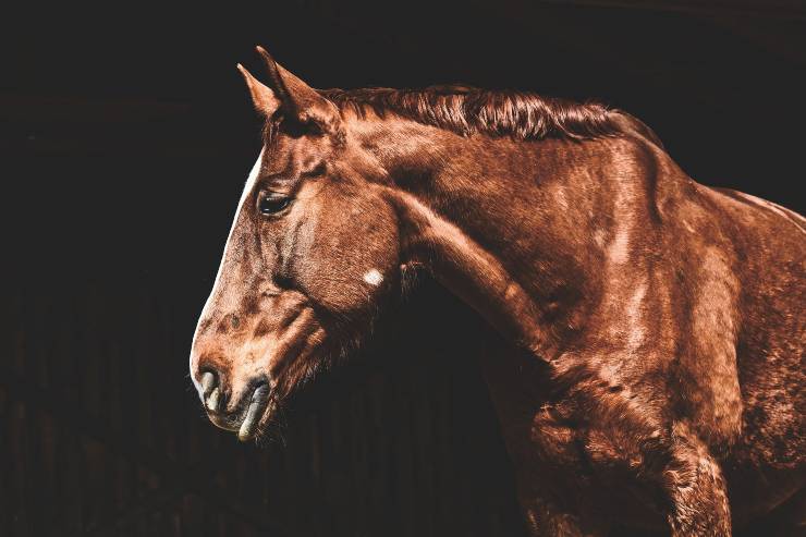 Úlcera gástrica equina