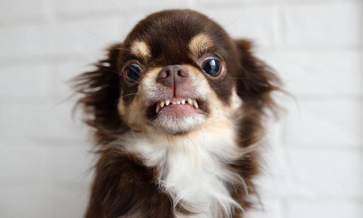 Perro gruñendo