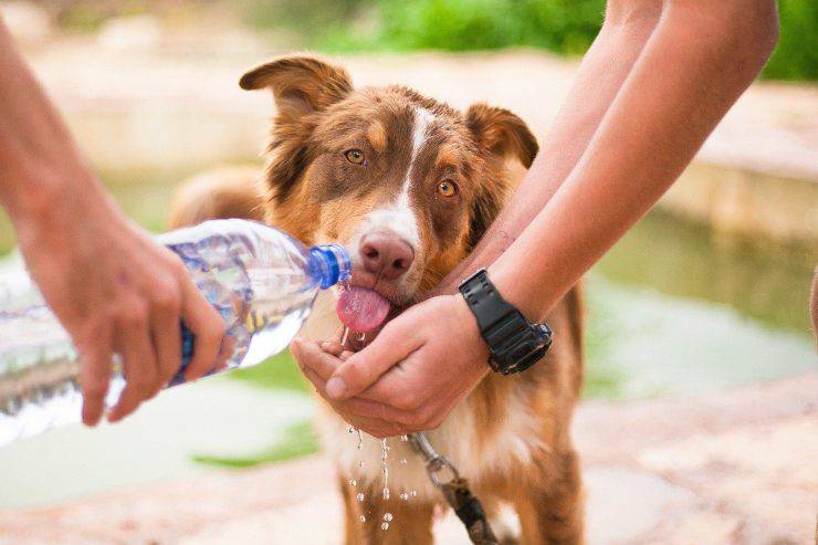 Fido bebe agua