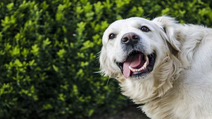 El perro feliz (Foto Pixabay)