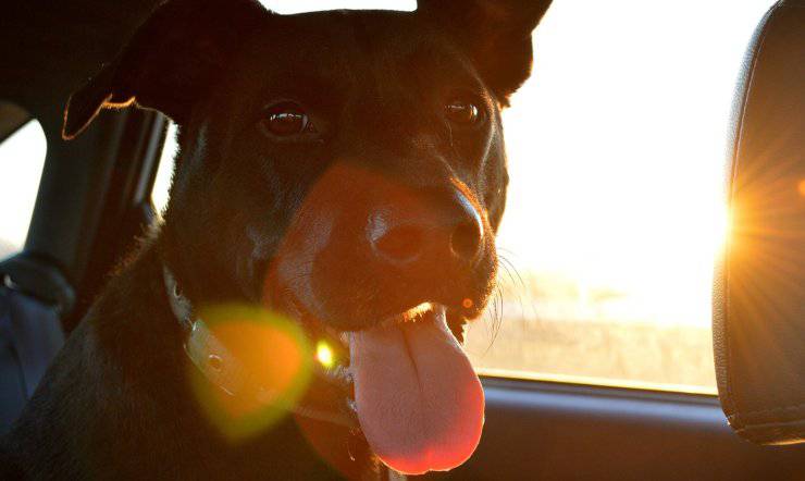 Perro en el auto (Imagen Pixabay)