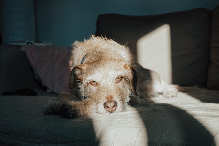 Amigdalitis del perro