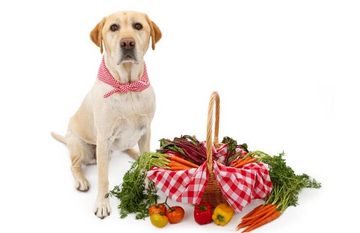 canasta para perros y verduras