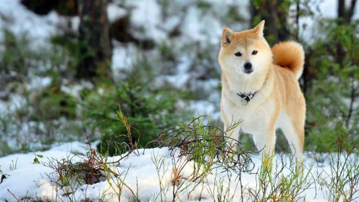 Dieta adecuada para el Akita