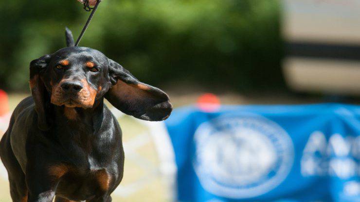 Razas compatibles con Black and Tan Coonhound