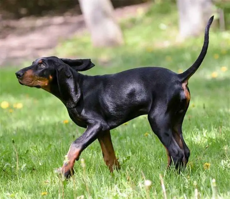 Cura del pelo del Coonhound negro y fuego