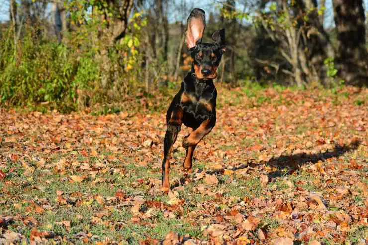 Black and Tan Coonhound: razas que se llevan bien con él Coonhound negro y fuego