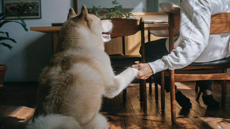 Animales para terapia con mascotas