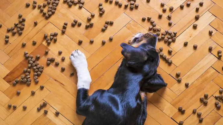 El perro come la comida del gato.