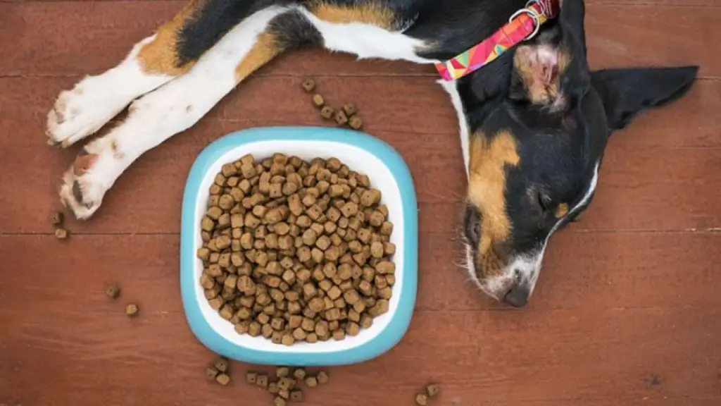 Medir la cantidad de comida seca para perros cómo hacerlo bien Vida