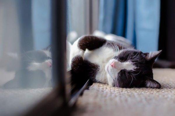 Cómo no hacer que los gatos sufran el calor - Los gatos y el calor del verano
