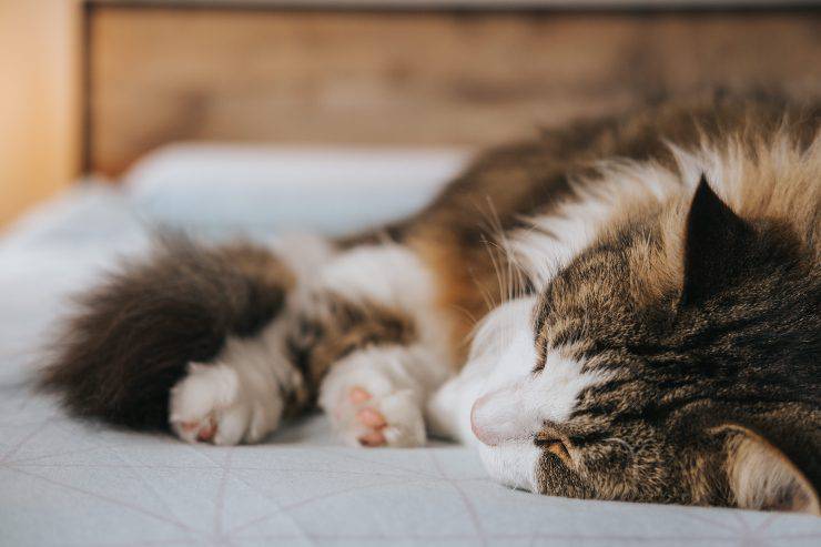 El felino y el síndrome paraneoplásico