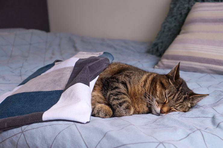 Gato con síndrome paraneoplásico