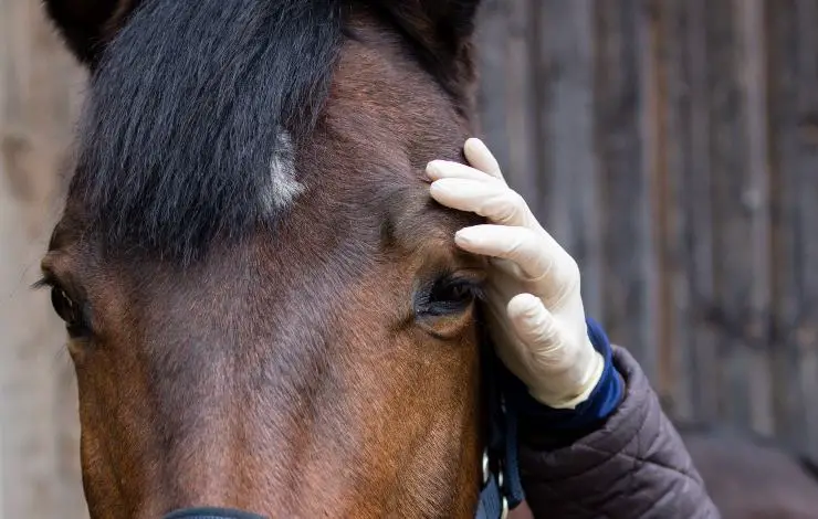 ojo de caballo