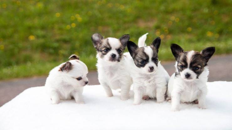 perros en edad de desarrollo cachorros de perro chihuahua